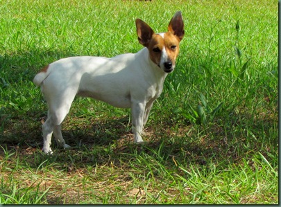 Bella the Jack Russell