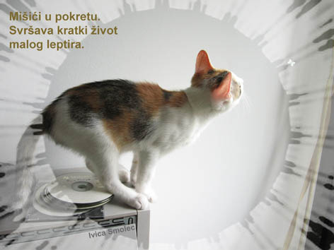 Mišići u pokretu - haiga