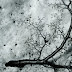 Fallen Branch, Martial Glaciar