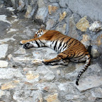 Jagodinski zoo vrt - 12. jul 2006