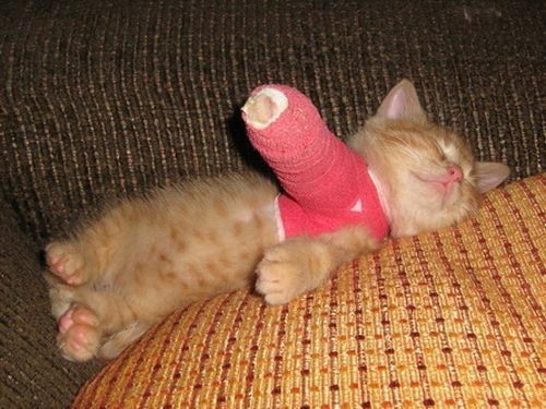 [broken_leg_kitten[4].jpg]