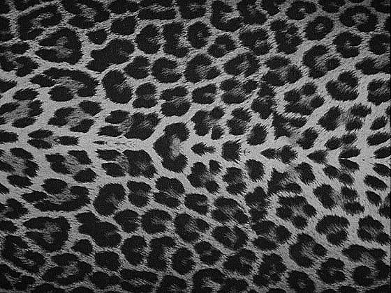 [leopard[4].jpg]