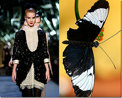 butterfly5 butterfly5