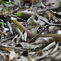 Green Rat Snake
