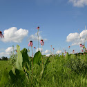 Pale Purple Coneflower