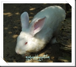 white rabbit 3