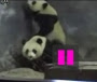 Panda Makes a Break for it