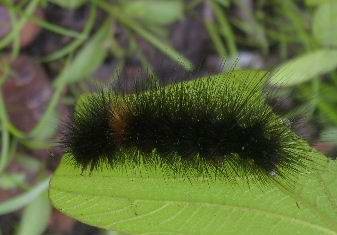 [03_Caterpillar[2].jpg]