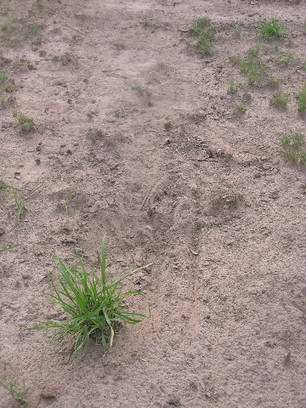 [17_Sable markings[2].jpg]