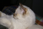 DSC05339.JPG