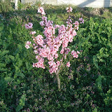 Zergnektarine (Prunus persica)