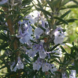 Rosmarin (Rosmarinus officinalis)