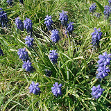 Traubenhyazinthen (Muscari)