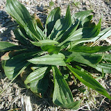 Spitzwegerich (Plantago lanceolata)