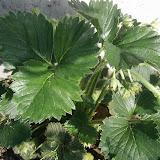 Erdbeere (Fragaria)
