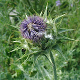 Mariendistel (Silybum marianum)