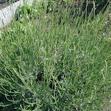 Lavendel (Lavandula)