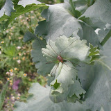 Schlafmohn (Papaver somniferum)