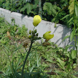 Schmalbl&auml;ttrige Doppelsame (Diplotaxis tenuifolia)