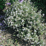 Echte Thymian (Thymus vulgaris) Echte Thymian (Thymus vulgaris)