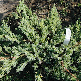 Wacholder (Juniperus)