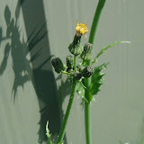 G&auml;nsedisteln (Sonchus)