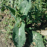 G&auml;nsedisteln (Sonchus)