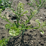 Acker-Hellerkraut (Thlaspi arvense)