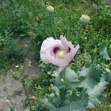 Schlafmohn (Papaver somniferum)