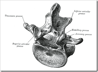 Gray93_lumbar vertebra