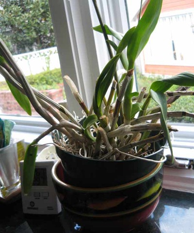 [orchid-1[6].jpg]