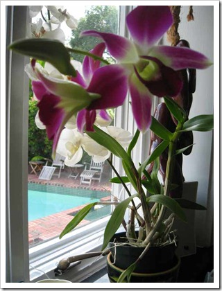 orchid-2