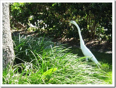 bird-looking-for-lizzards