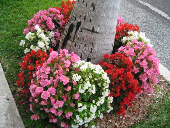 [spring-flowers-2[12].jpg]