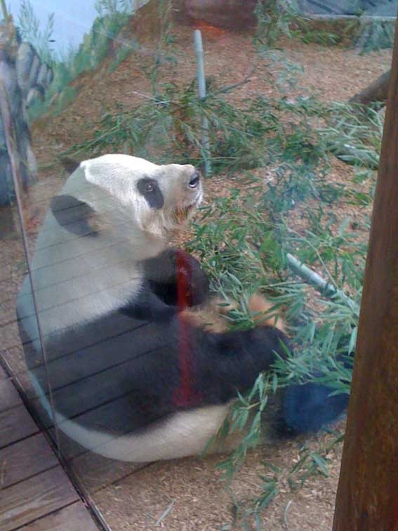 [panda-1[4].jpg]