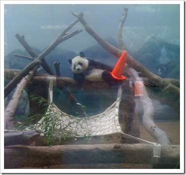 panda-3