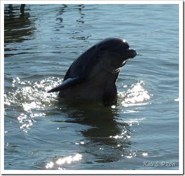 dolphin-center