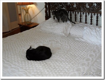 hemingway cats
