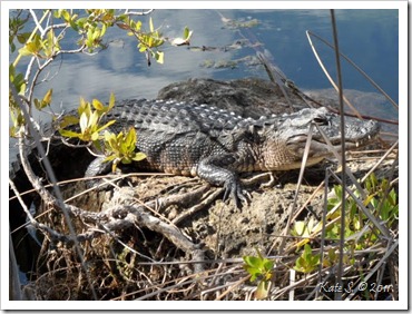 gator blue hole