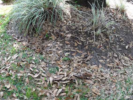 [spring-leaves[4].jpg]