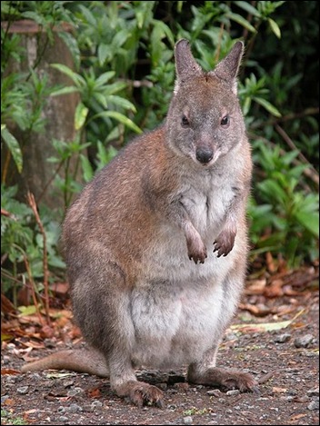 RedNeckedPademelon RedNeckedPademelon