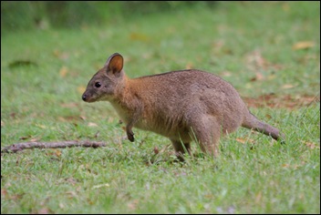 Red-necked Pademelons jong