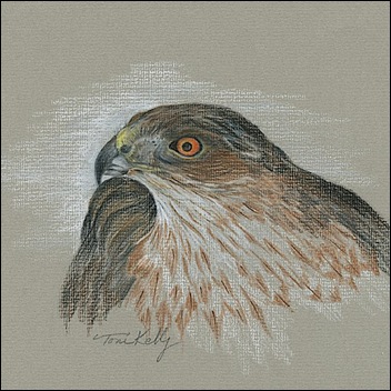 Cooper Hawk