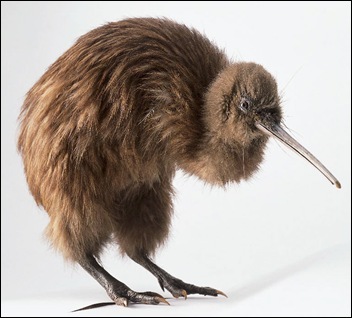 kiwi Apteryx australis