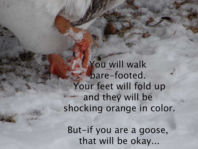 [foot[4].jpg]