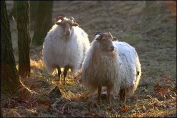 Heideschapen