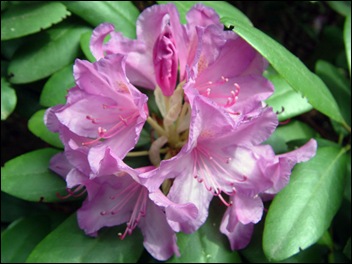 rododendron