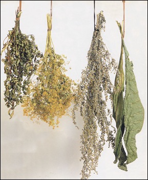 Bloemen en kruiden hangend laten drogen! Bloemen en kruiden hangend laten drogen!