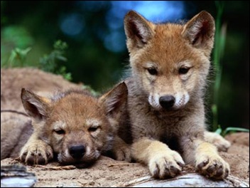 grey-wolf-pups