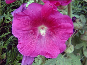 hibiscus